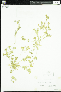 Image of Lepidium flavum