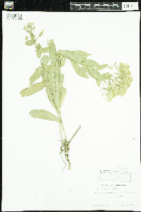 Image of Lepidium draba