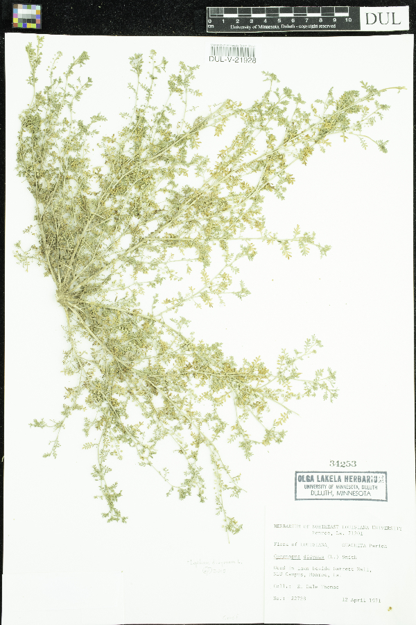 Lepidium didymum image