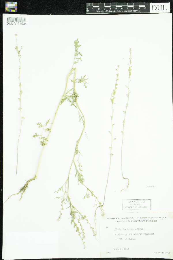 Lepidium sativum image