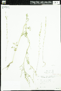 Image of Lepidium sativum