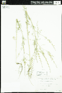 Lepidium sativum image