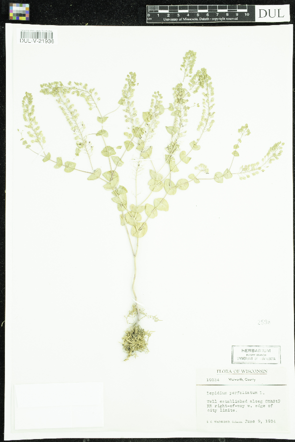 Lepidium perfoliatum image