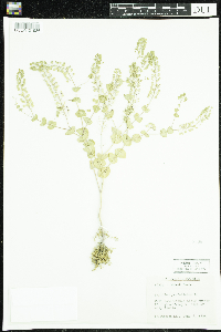 Image of Lepidium perfoliatum