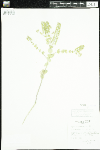 Lepidium perfoliatum image