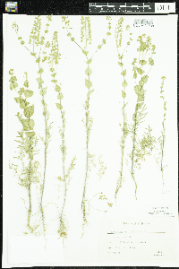 Lepidium perfoliatum image