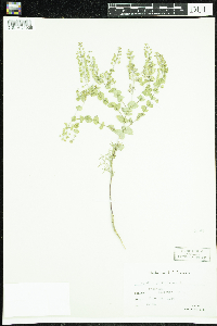 Lepidium perfoliatum image