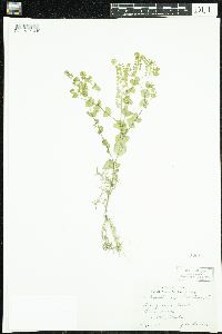 Lepidium perfoliatum image