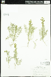 Lepidium perfoliatum image