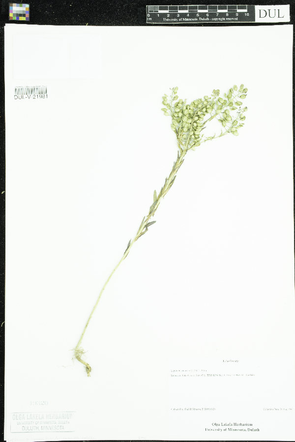 Lepidium campestre image