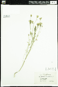 Iberis umbellata image