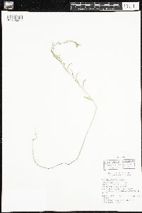 Erysimum cheiranthoides image