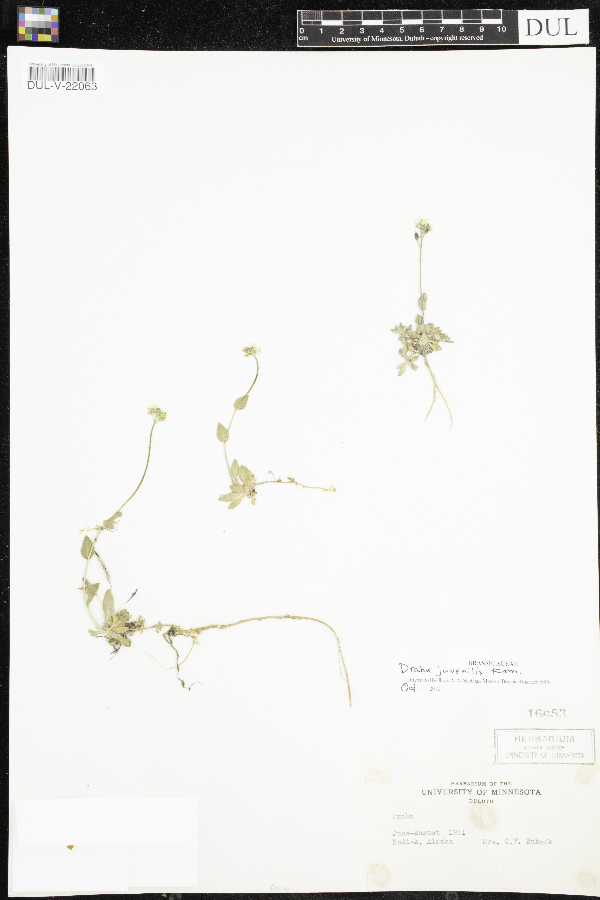 Draba juvenilis image