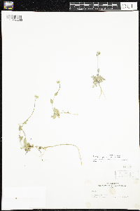 Image of Draba juvenilis