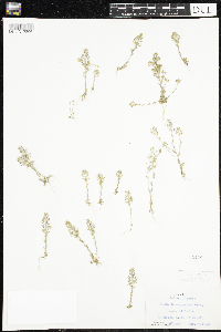 Draba brachycarpa image