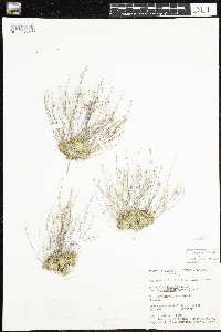 Image of Draba lactea