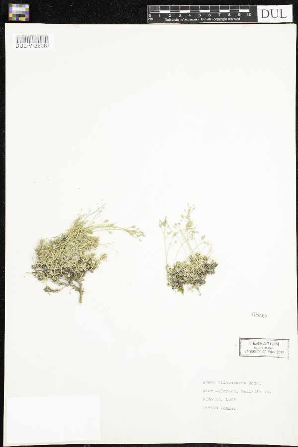 Draba oligosperma image