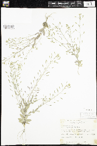 Draba nemorosa image