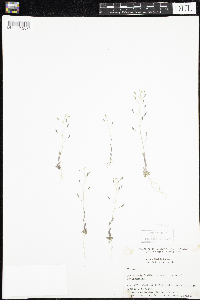 Draba nemorosa image