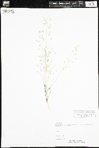 Draba nemorosa image