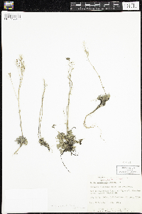 Draba glabella var. glabella image