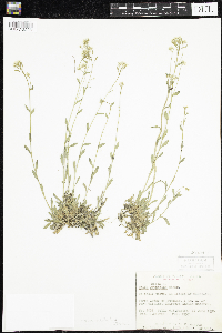 Draba glabella var. glabella image