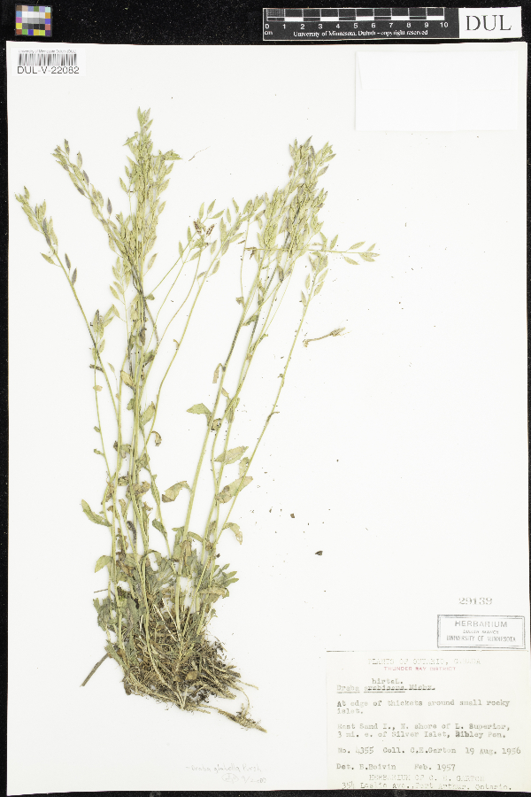 Draba glabella var. glabella image