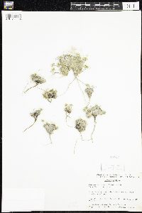 Image of Draba alpina