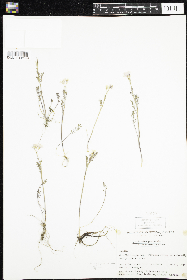 Cardamine nymanii image