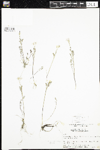 Image of Cardamine nymanii