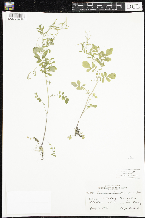 Cardamine pensylvanica image