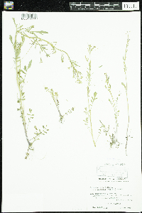 Image of Cardamine parviflora