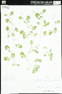 Cardamine flexuosa image