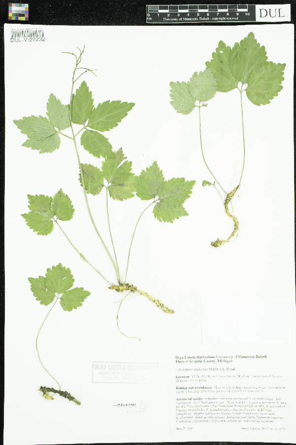 Cardamine diphylla image