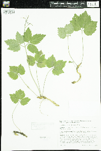 Image of Cardamine diphylla