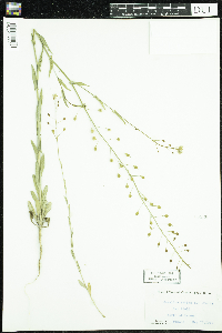 Camelina sativa image