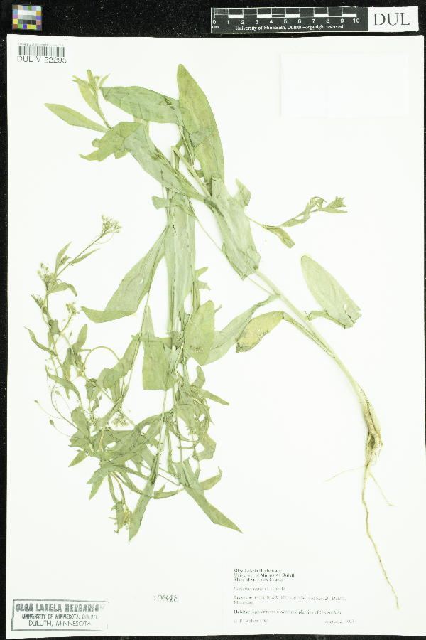 Camelina sativa image