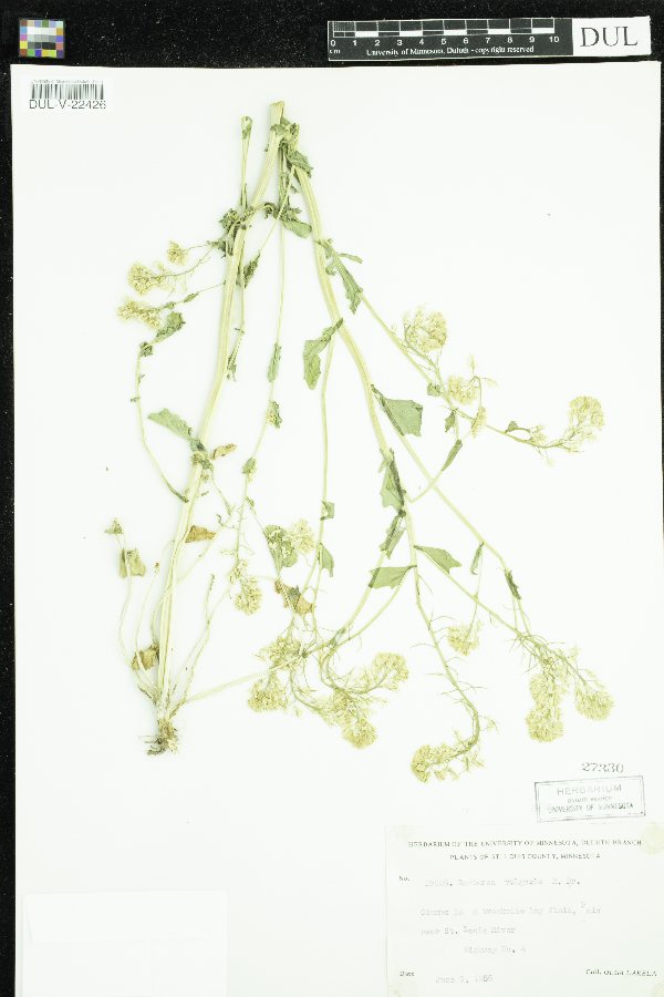 Brassicaceae image