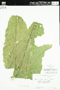 Image of Armoracia rusticana