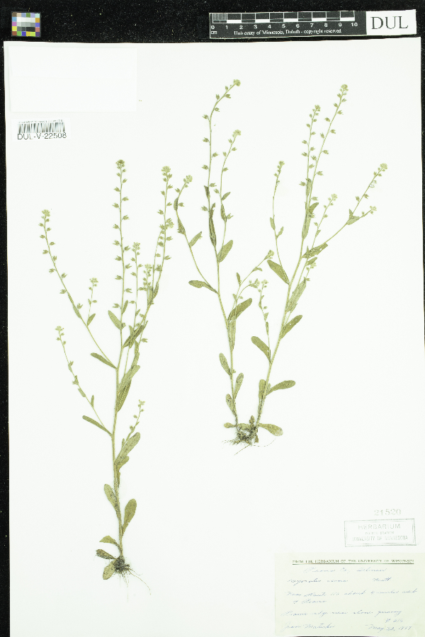 Myosotis verna image