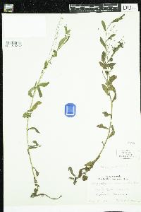 Myosotis scorpioides image