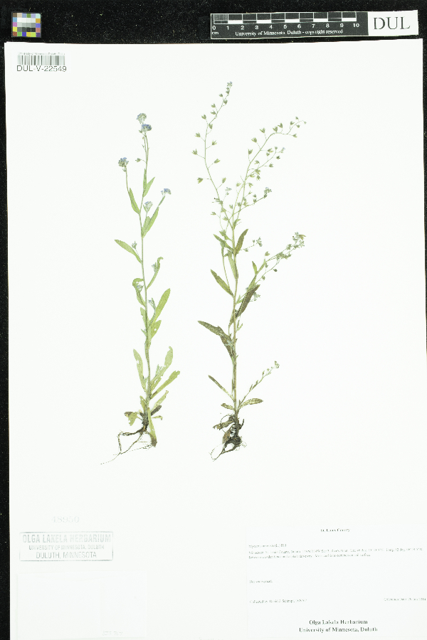 Myosotis arvensis image