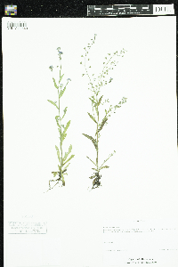 Myosotis arvensis image