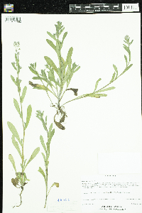 Myosotis arvensis image