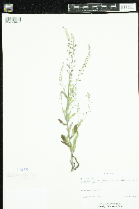 Myosotis arvensis image