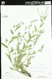 Myosotis arvensis image