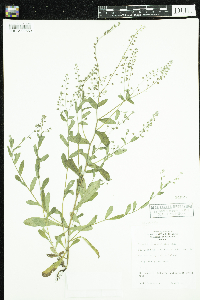 Myosotis arvensis image