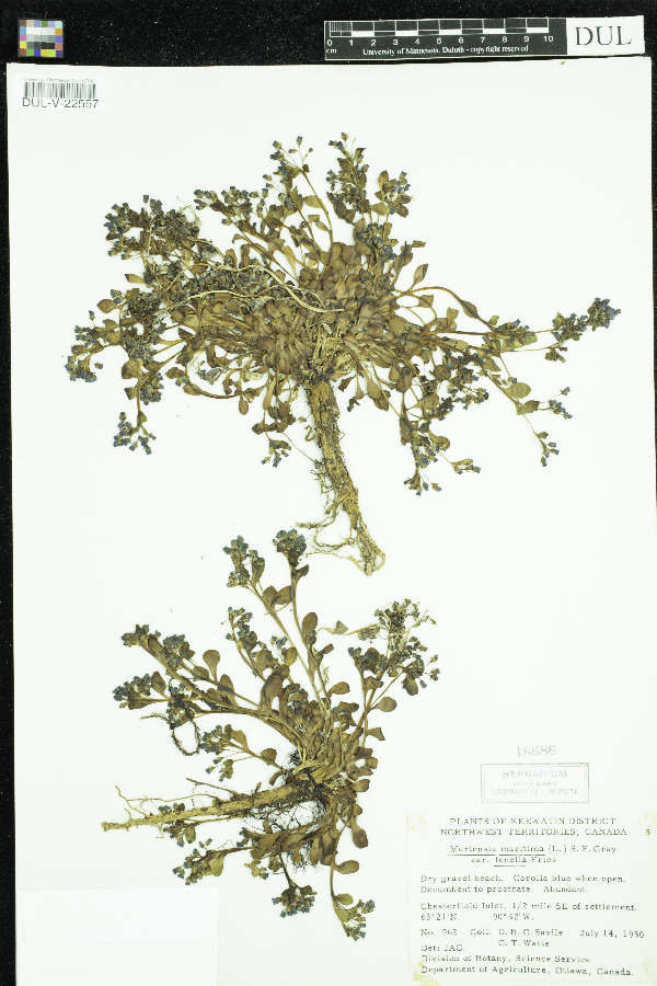 Mertensia maritima subsp. tenella image