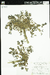 thumbnail image of current specimen