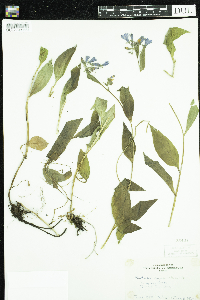 Image of Mertensia campanulata